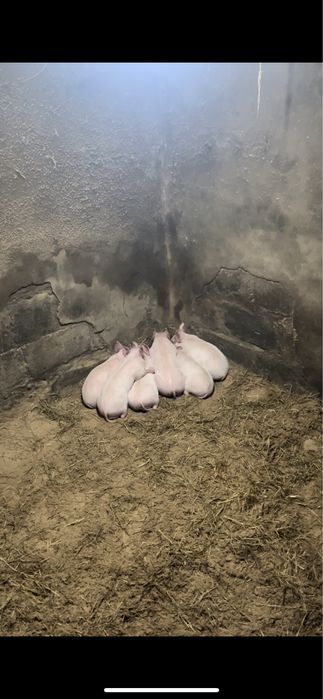 Продам поросят 6шт