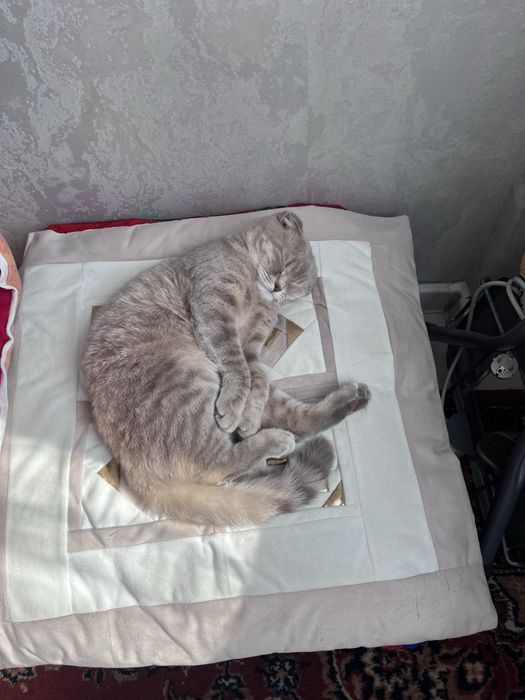 Шотландская вислоухая кошка