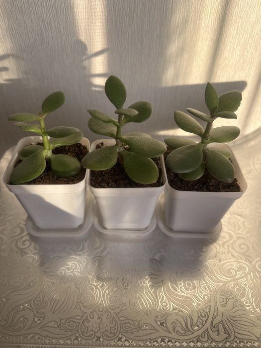 Денежные деревья