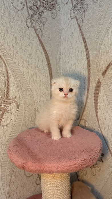 Порода: Британская короткашерстная шиншилла