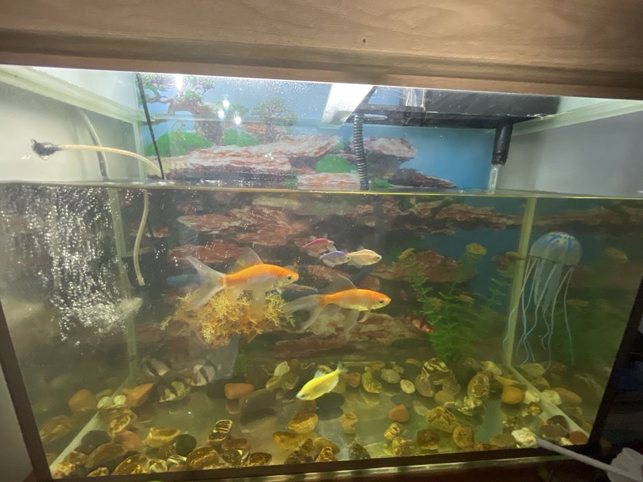 Аквариум балыктарымен сатылады.