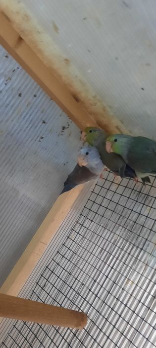 Papagali forpus sunt de anul trecut scoși la mine parinti au deja pui
