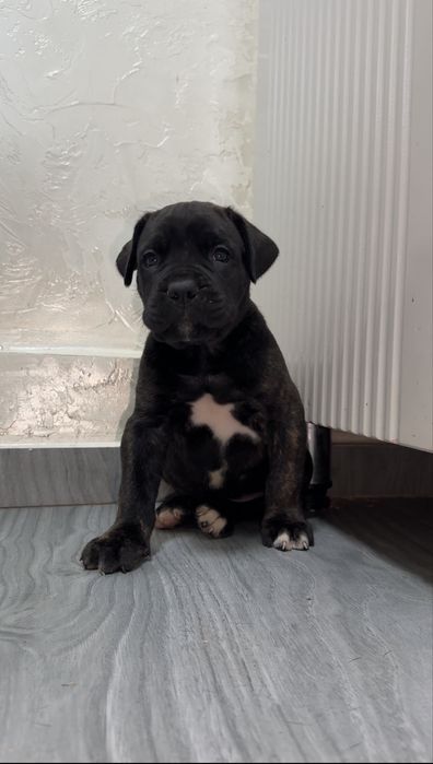 Щенки Кане корсо