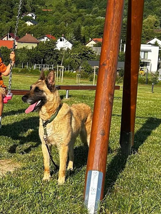 Ciobanesc Belgian Malinois