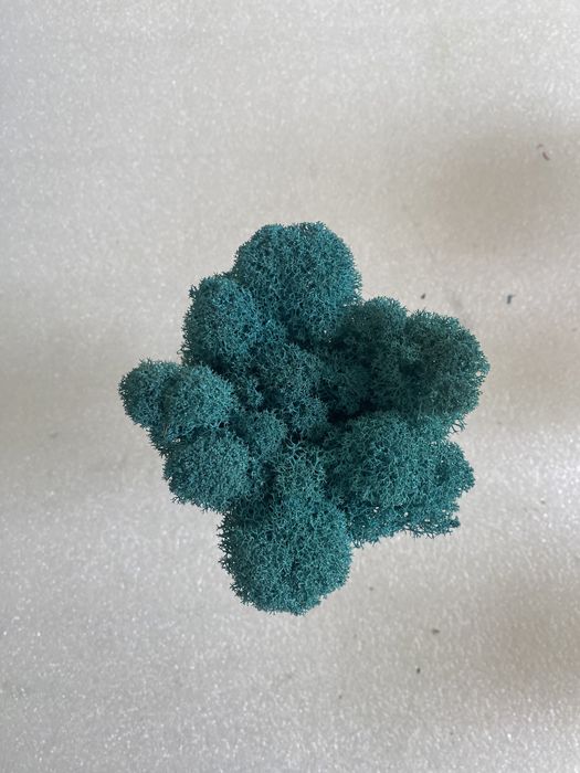 мох стабилизированный цветной