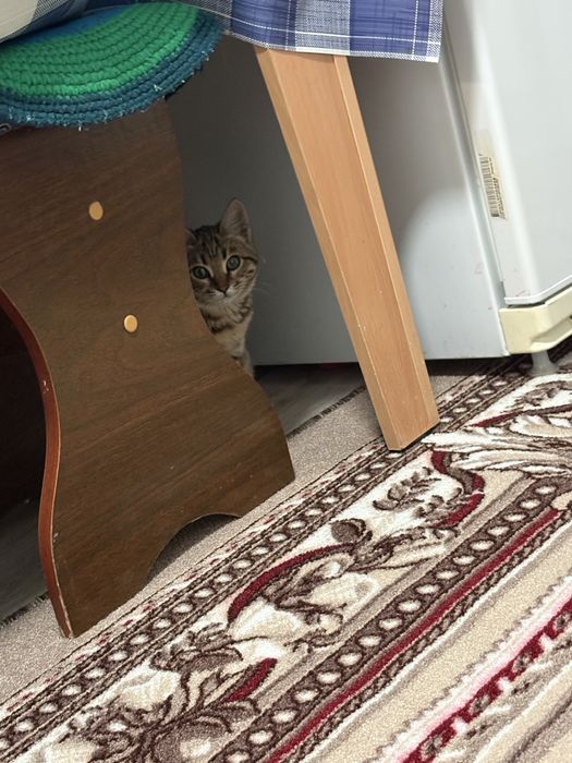 Отдам двух Кошечек