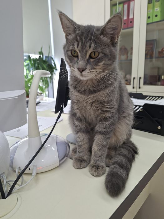 Котенок мальчик имеет паспорт