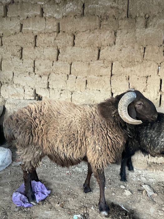 Қошкар сатылады