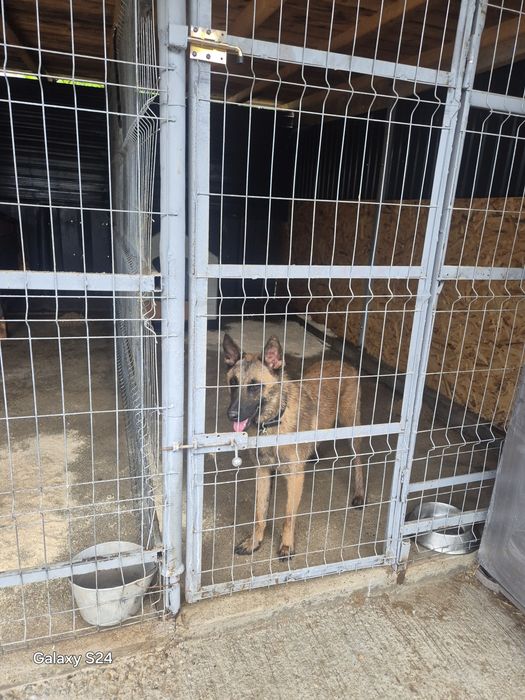 Ciobanesc Malinois