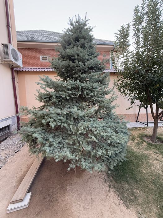 Голубая ель продается