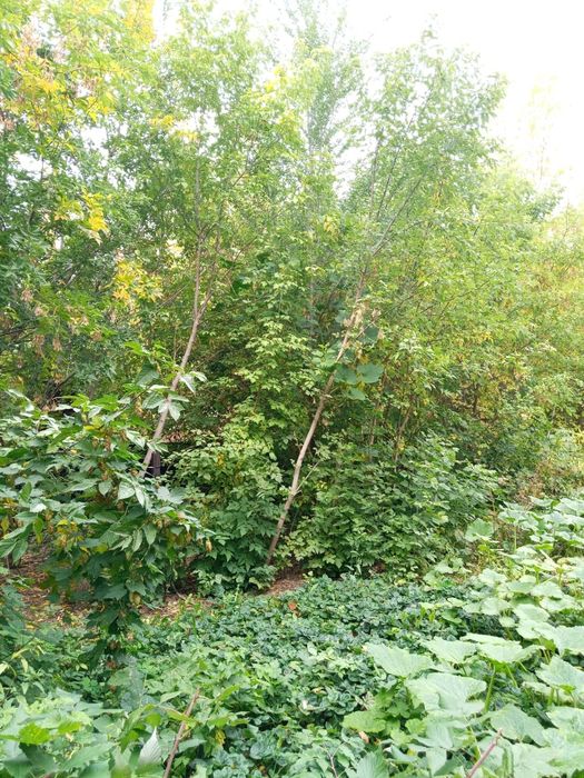 Взрослые деревья продам