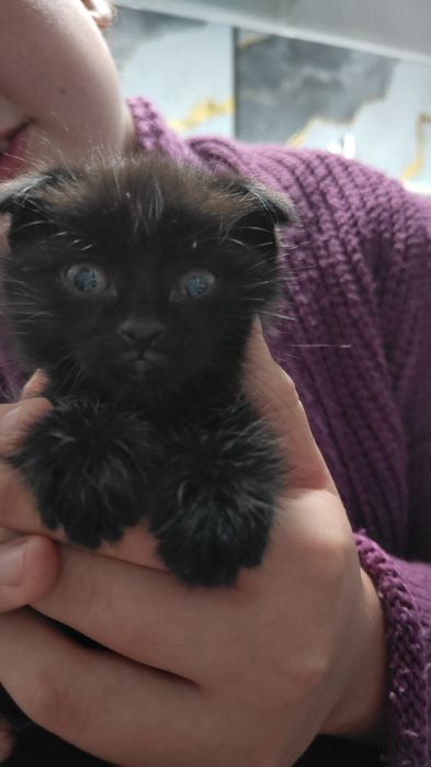 Отдам в хорошие руки