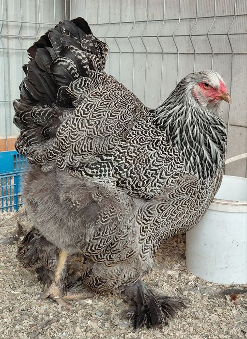 Disponibile gaini brahma