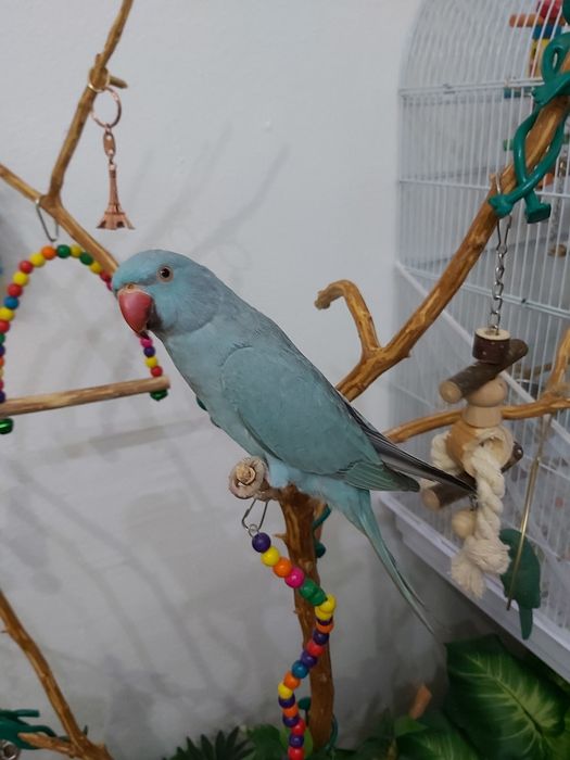 Micul Alexandru  anul 2025