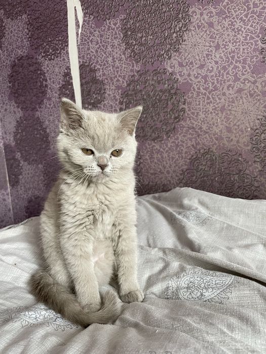 Продам котенка приучен к лотку