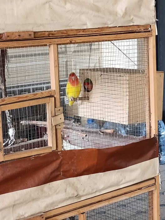 Карелла пара ва Неразлучка пара (кафаси билан)