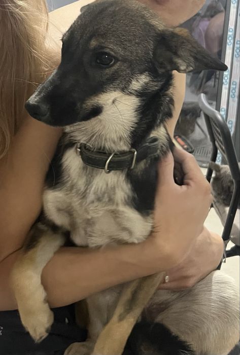 Пропала собака, девочка