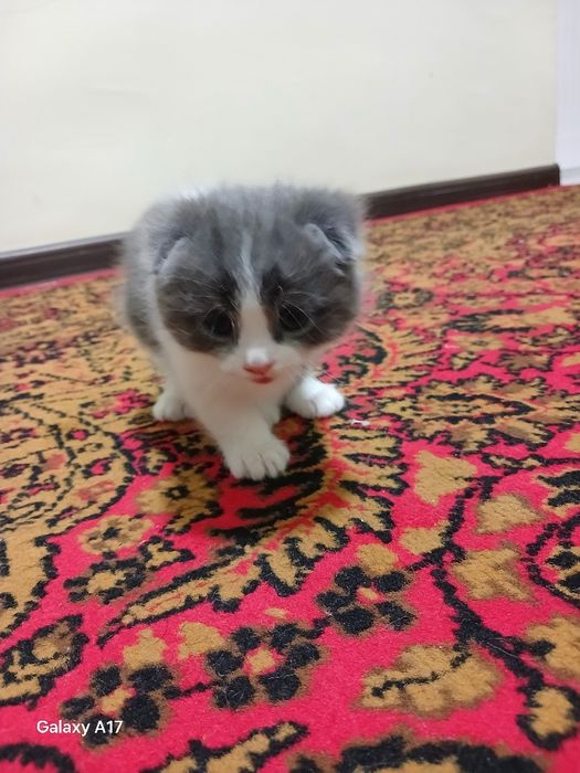 британской короткошерстной  Кошка продаётся