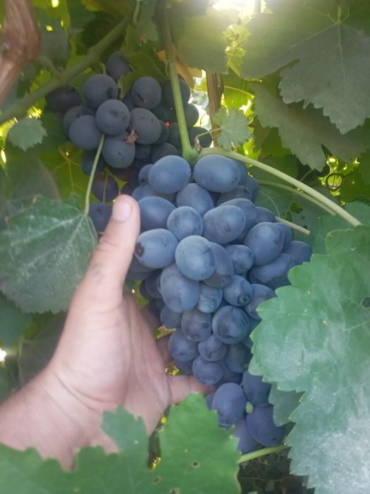 Аватар,хэлоин,маникиюр фингир,сугдиона кучатлари бор 10 000 ,70 000