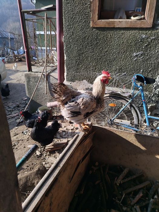 De vânzare  cocoși