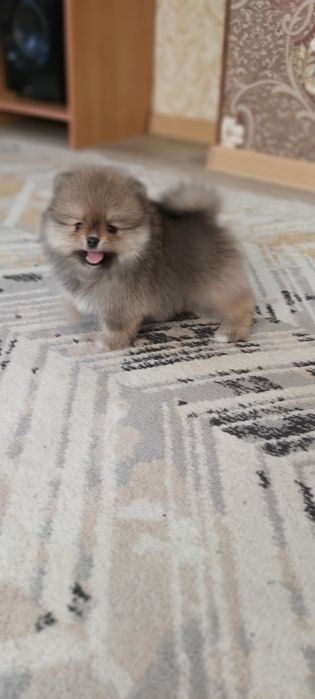 Шпицы готовы к переезду