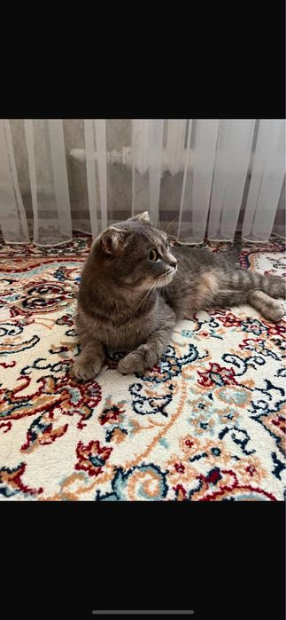 продается кот,парода шотлантка