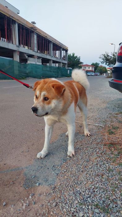 Ofer spre adoptie metis Akita Inu
