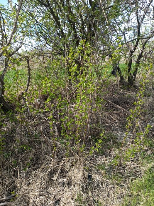 Кароли ва гилос Олма нихоллари сотилади 2 -3 йиллик нихоллар