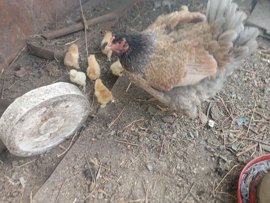 Квочка с Циплятоми