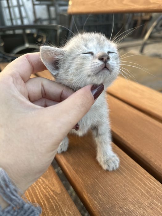 Котята в хорошие руки