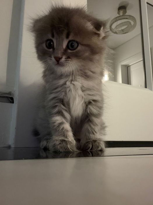 Шотландец , шотландский котенок