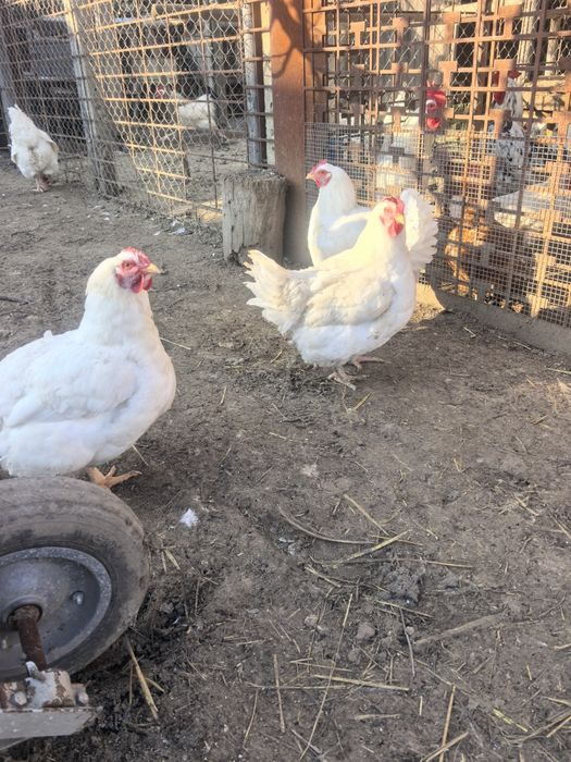 Продават се кокошки