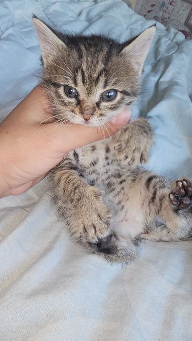 Отдам котенка девочка