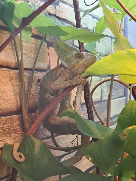 Террариум для рептилий