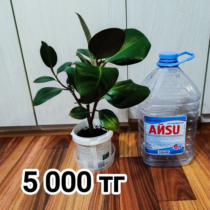 Комнатные растения -Фикус