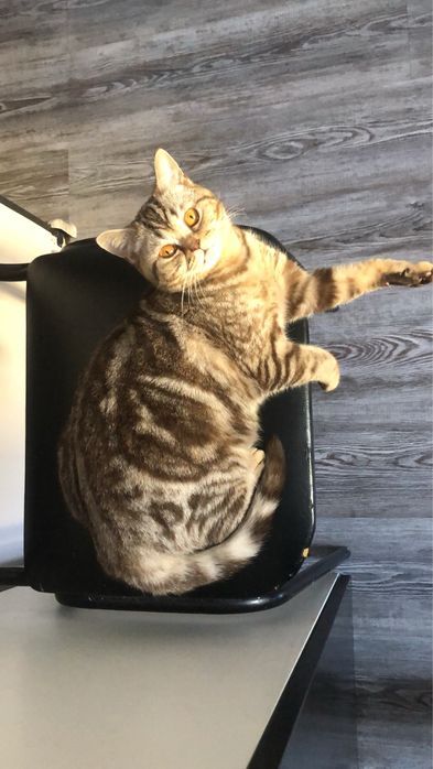 Отдам кошку шотландец