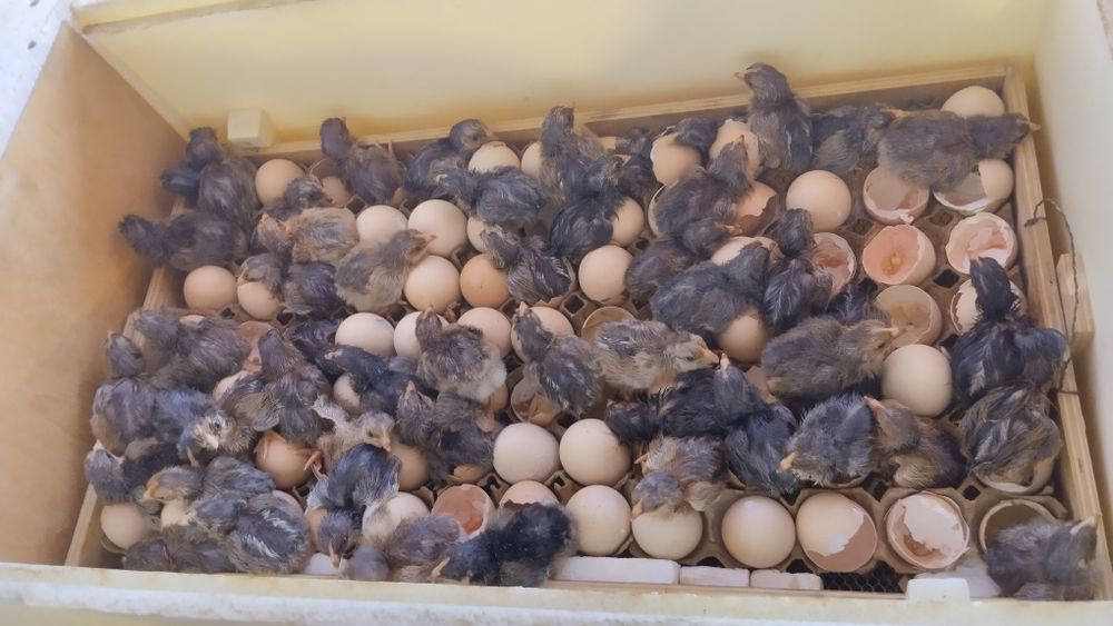 Продам кучинских цыплят