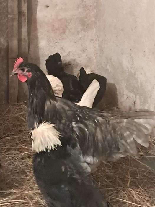 Australorp cocoșel