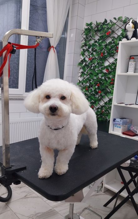 Coafura-Frizerie Canină in Sânmartin Mirific Pet Salon