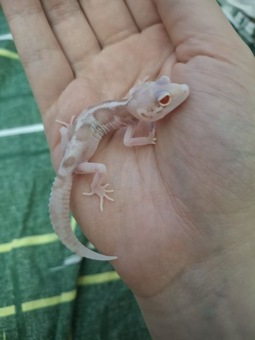 малыш эублефара морфный