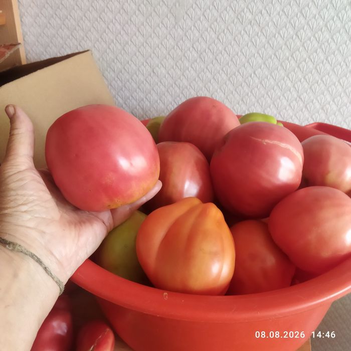 Продам крупные помидоры
