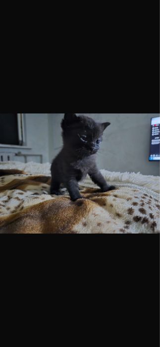 Ищем дом котенку