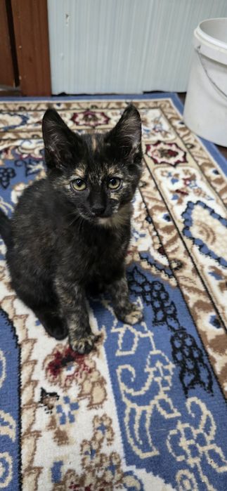 Отдам бесплатно, девочка  2 месяца