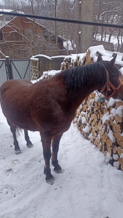 Mânz de doi ani de vânzare