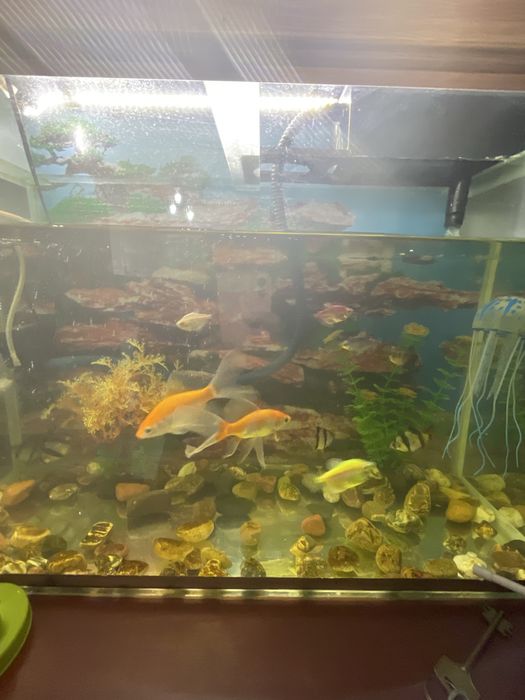 Аквариум балыктарымен сатылады.