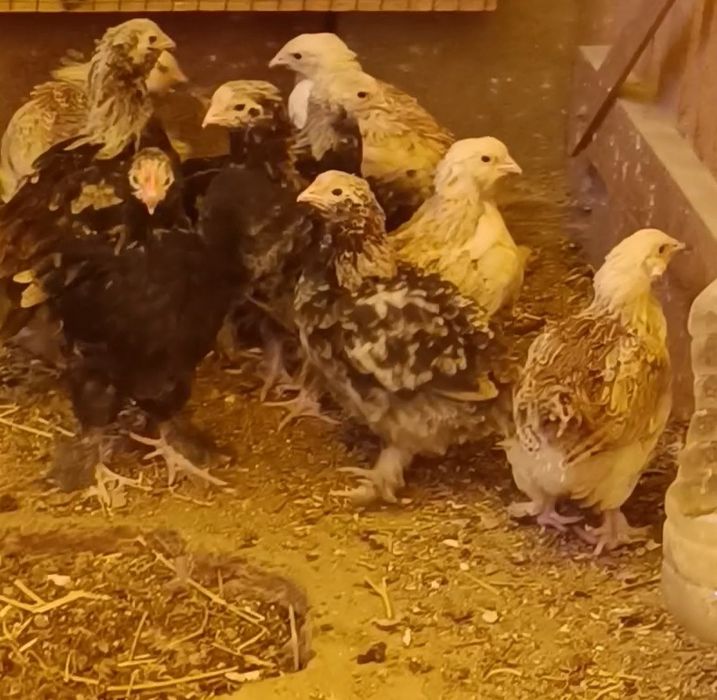 Продам петушков Фавероль Лососевый