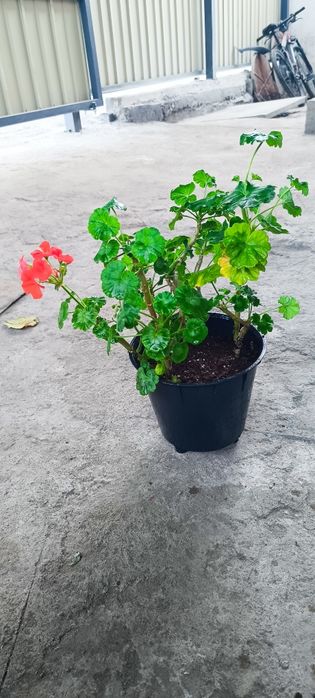 Продам цветок герань