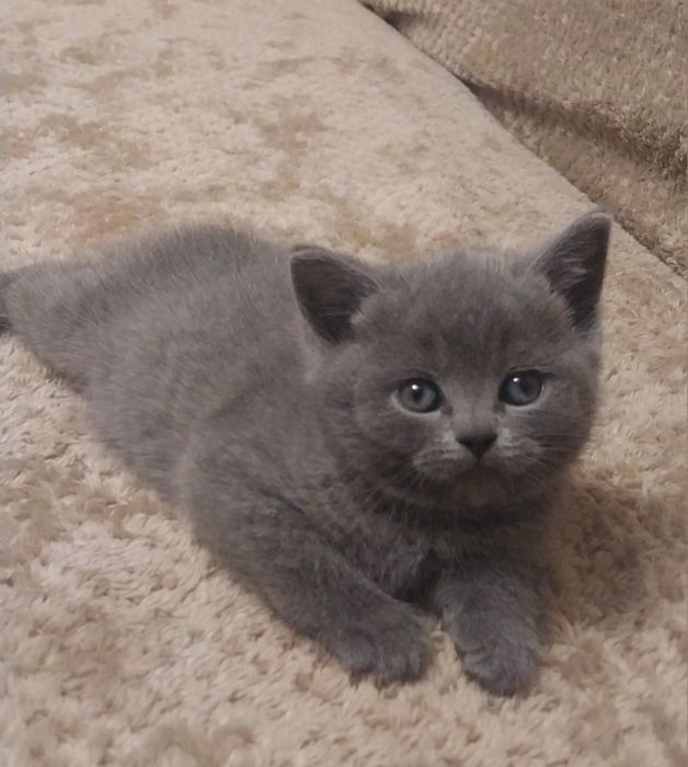 Британские котята