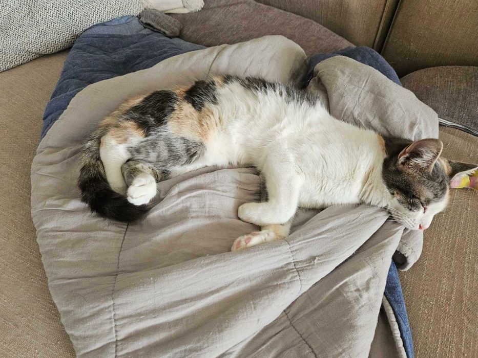 подарявам котенце варна