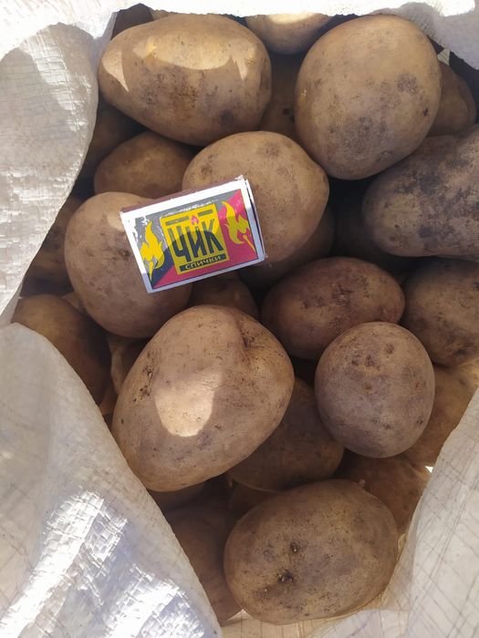 Продам домашний картофель
